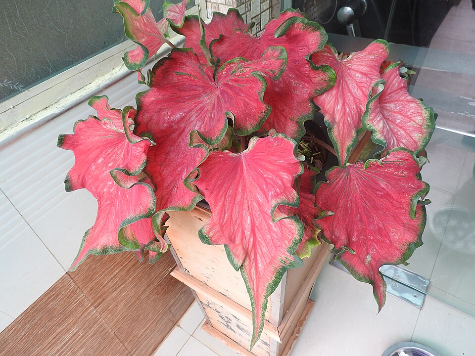 Caladium (Caladium) (alternate view 6)
