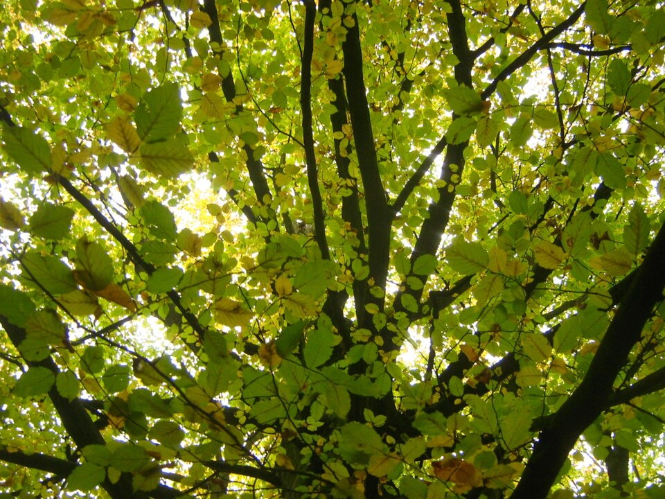 Carpinus betulus (European Hornbeam) (alternate view 9)