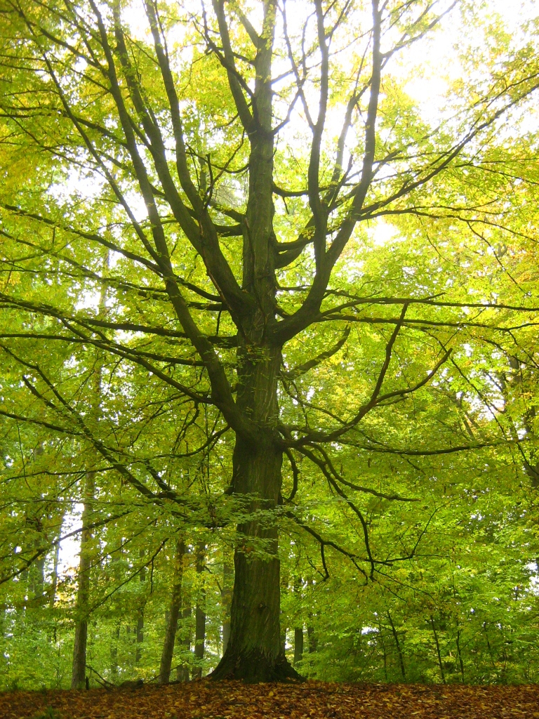 Carpinus betulus (European Hornbeam) (alternate view 10)
