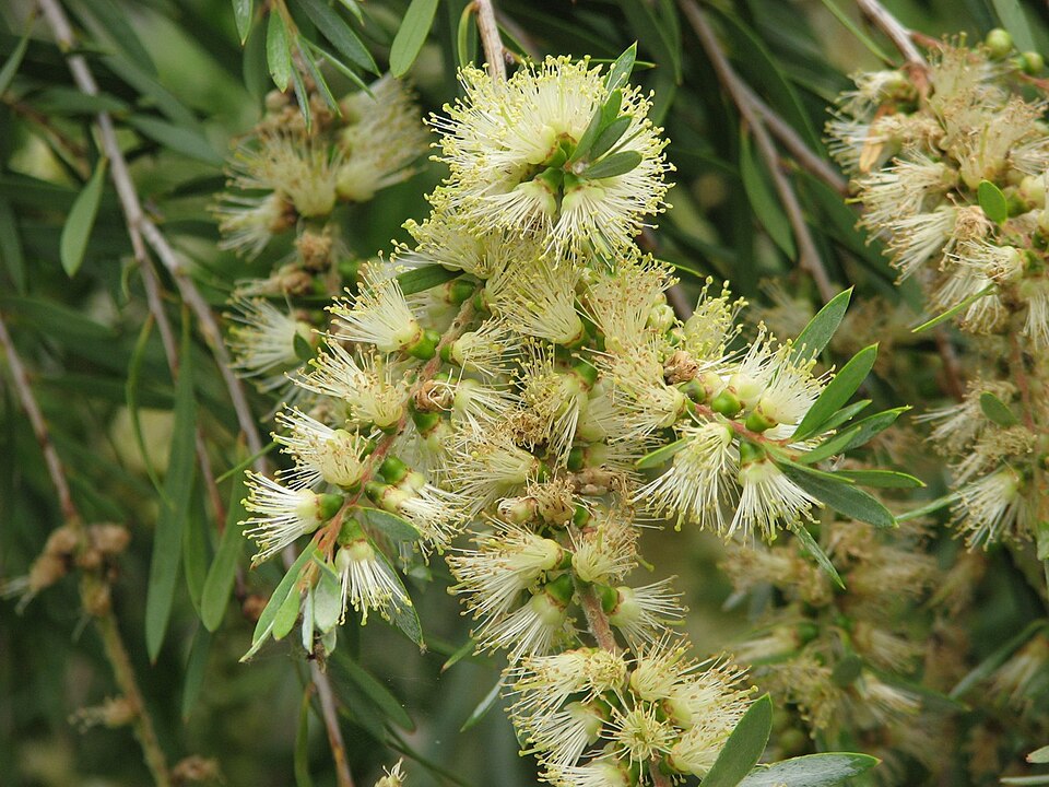 Melaleuca paludicola (river bottlebrush) (alternate view 8)
