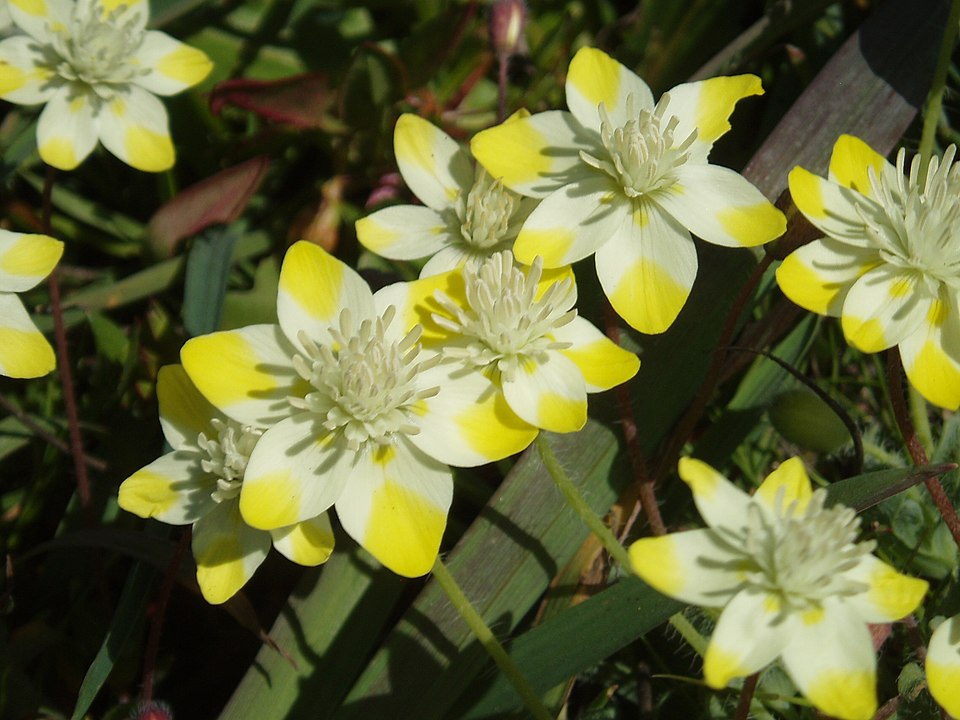 Platystemon californicus (creamcups) (alternate view 3)