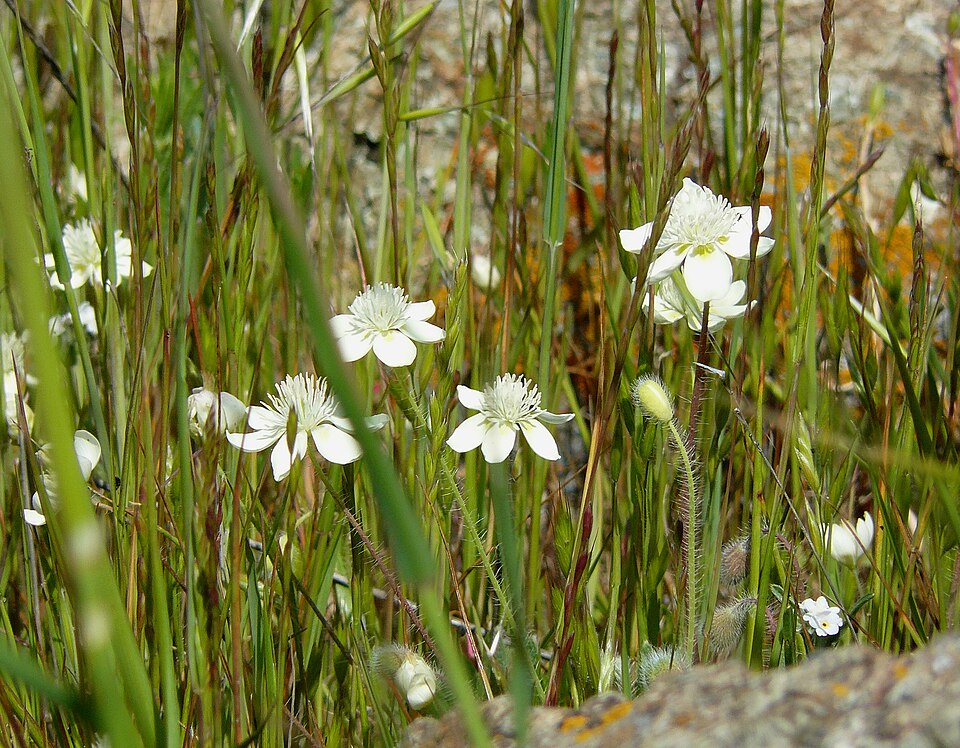 Platystemon californicus (creamcups) (alternate view 4)