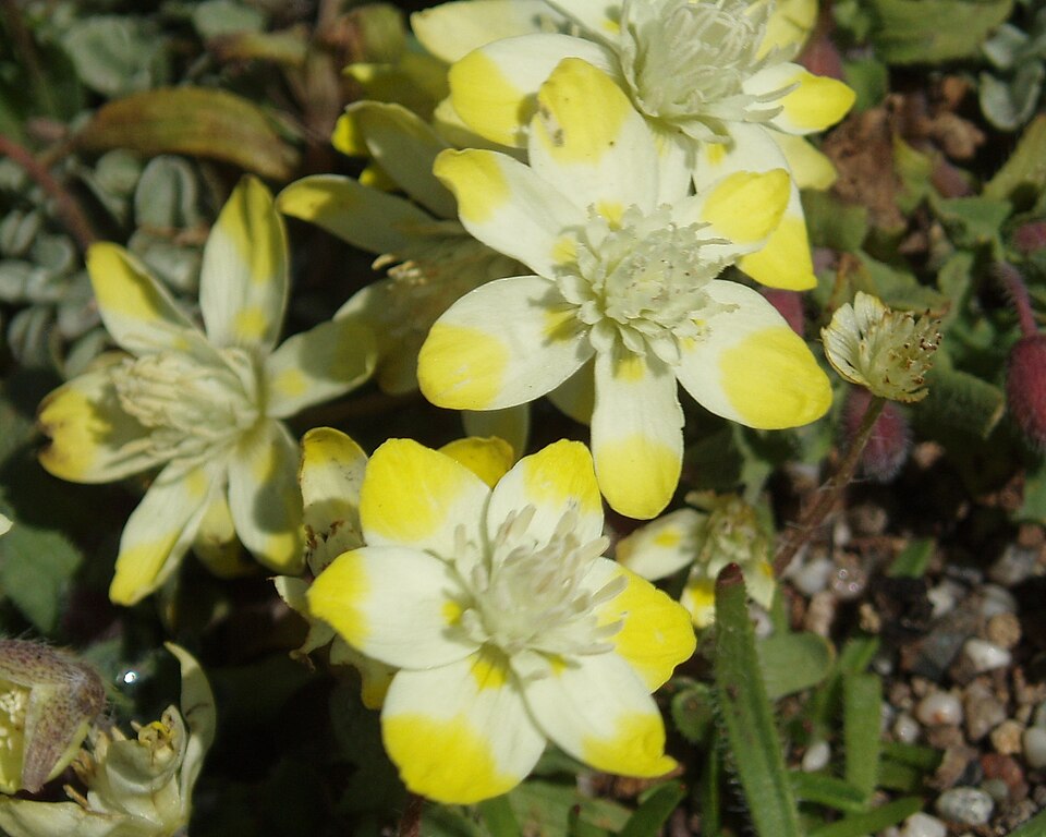 Platystemon californicus (creamcups) (alternate view 5)