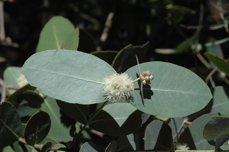 Eucalyptus neglecta (Omeo Gum)