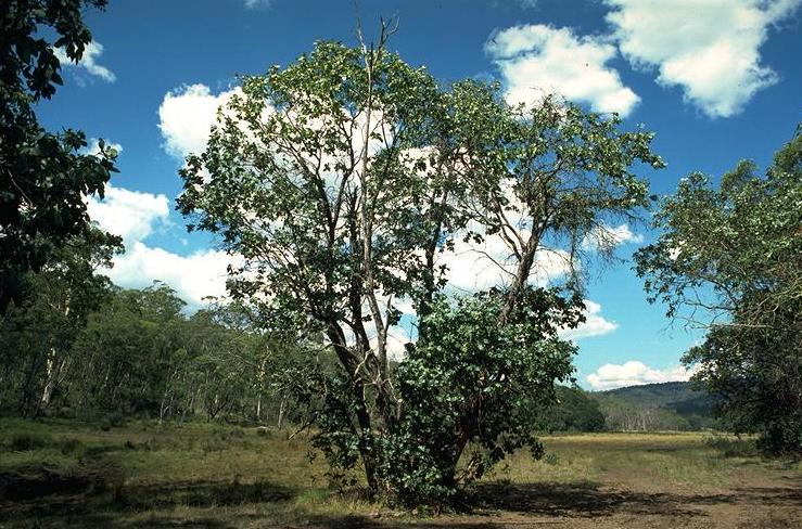 Eucalyptus neglecta (Omeo Gum)