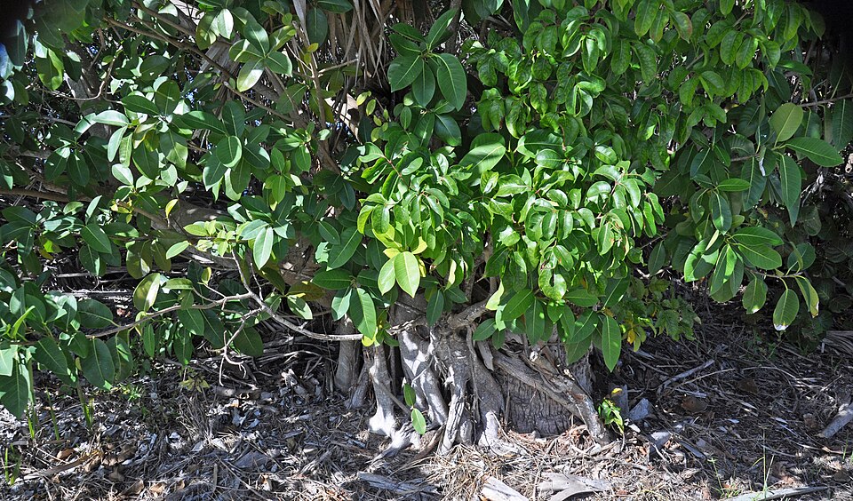 Ficus aurea (Florida Strangler Fig) (alternate view 9)