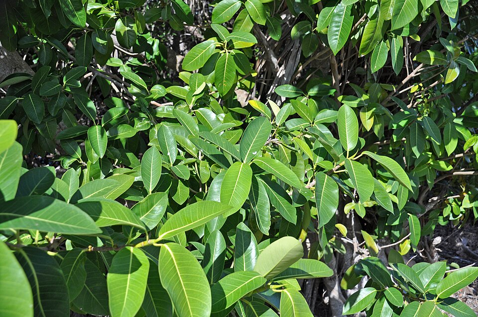 Ficus aurea (Florida Strangler Fig) (alternate view 10)
