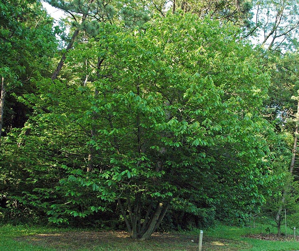Asimina triloba (Pawpaw) (alternate view 6)
