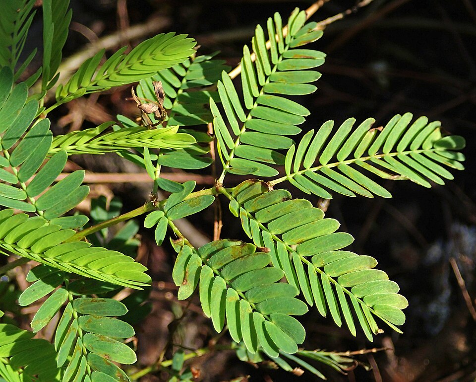 Mimosa strigillosa (sunshine mimosa) (alternate view 9)