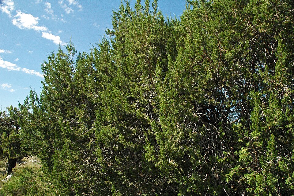 Juniperus monosperma (One-seed Juniper) (alternate view 9)