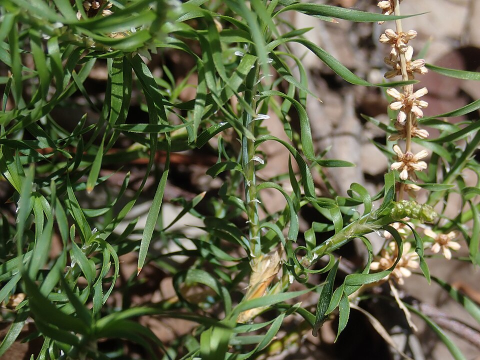 Lomandra obliqua (Fish Bones) (alternate view 4)