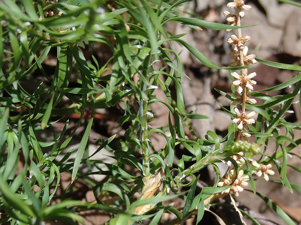 Lomandra obliqua (Fish Bones) (alternate view 5)