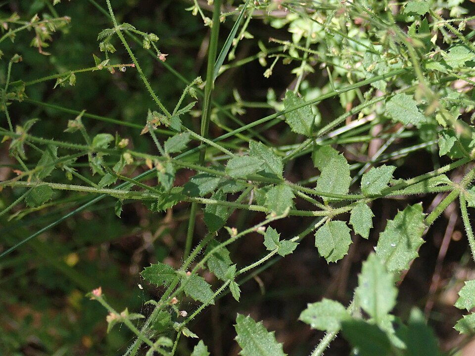 Gonocarpus teucrioides (Raspwort) (alternate view 6)