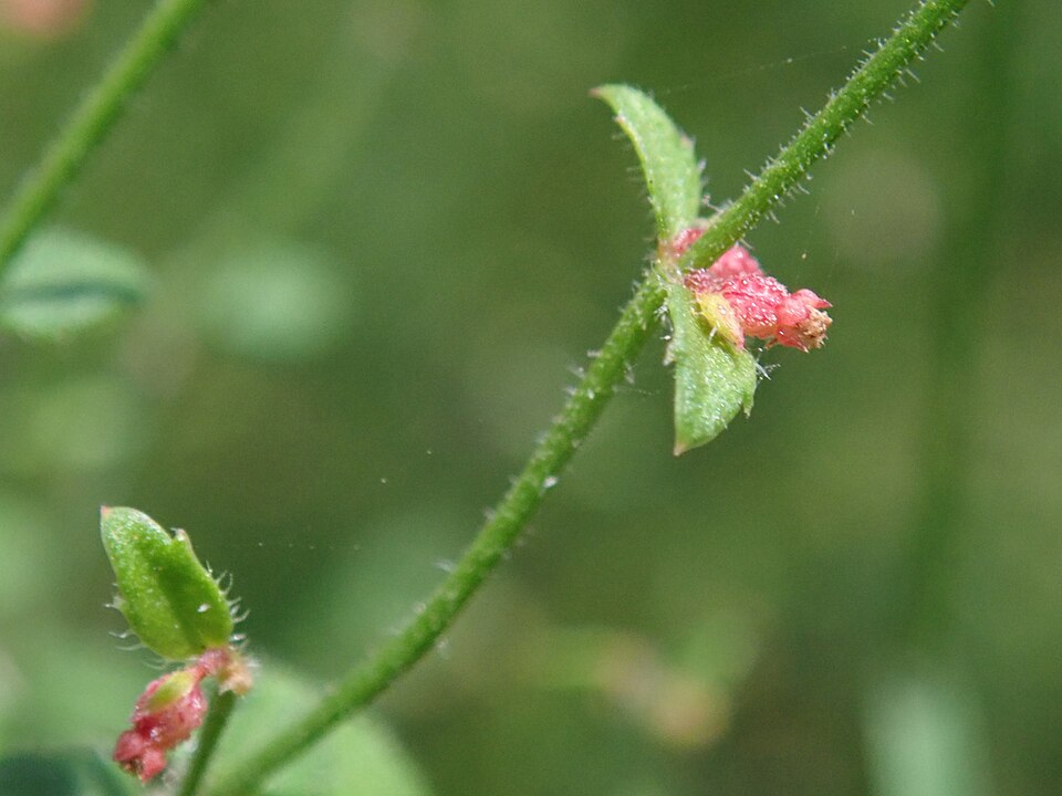 Gonocarpus teucrioides (Raspwort) (alternate view 7)