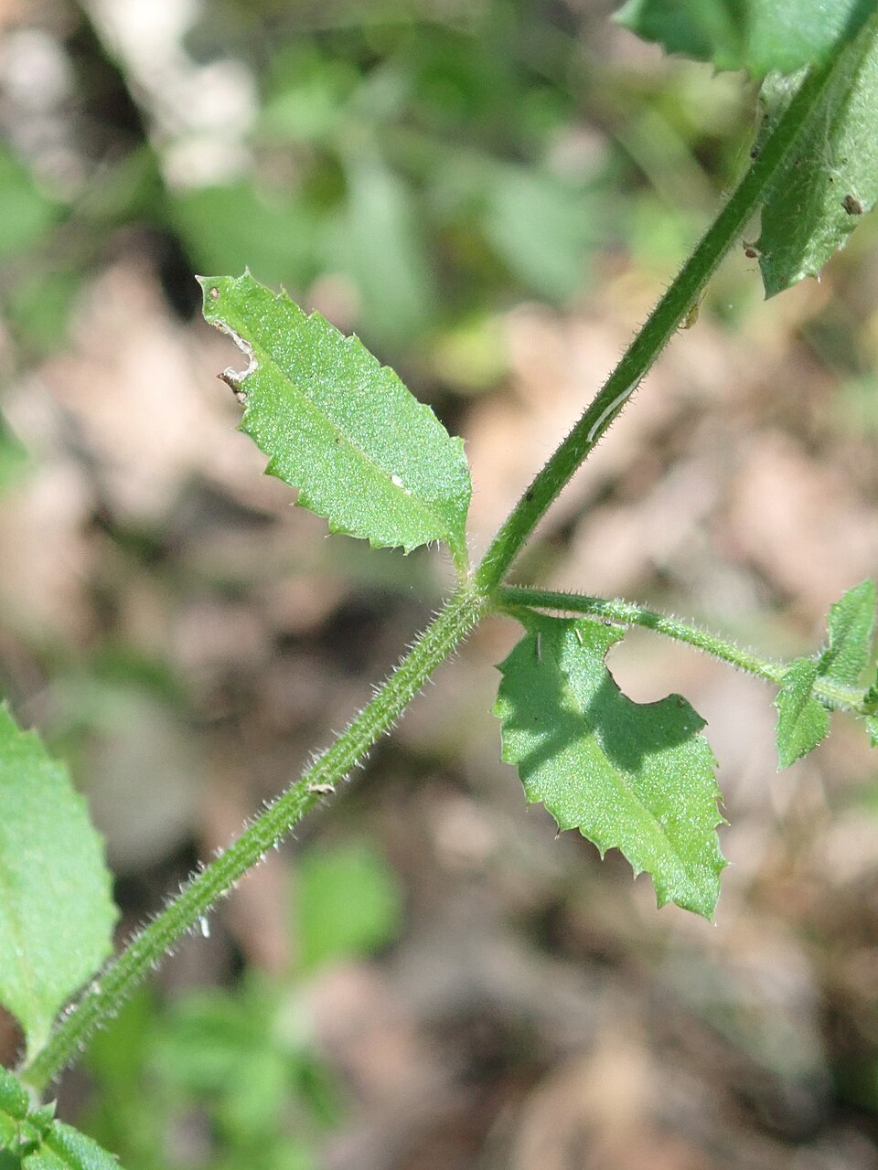 Gonocarpus teucrioides (Raspwort) (alternate view 8)