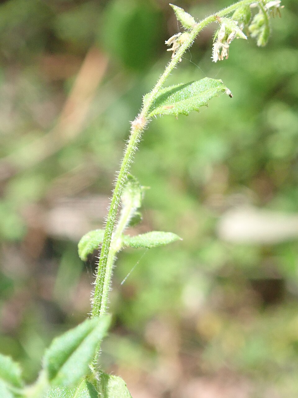 Gonocarpus teucrioides (Raspwort) (alternate view 9)