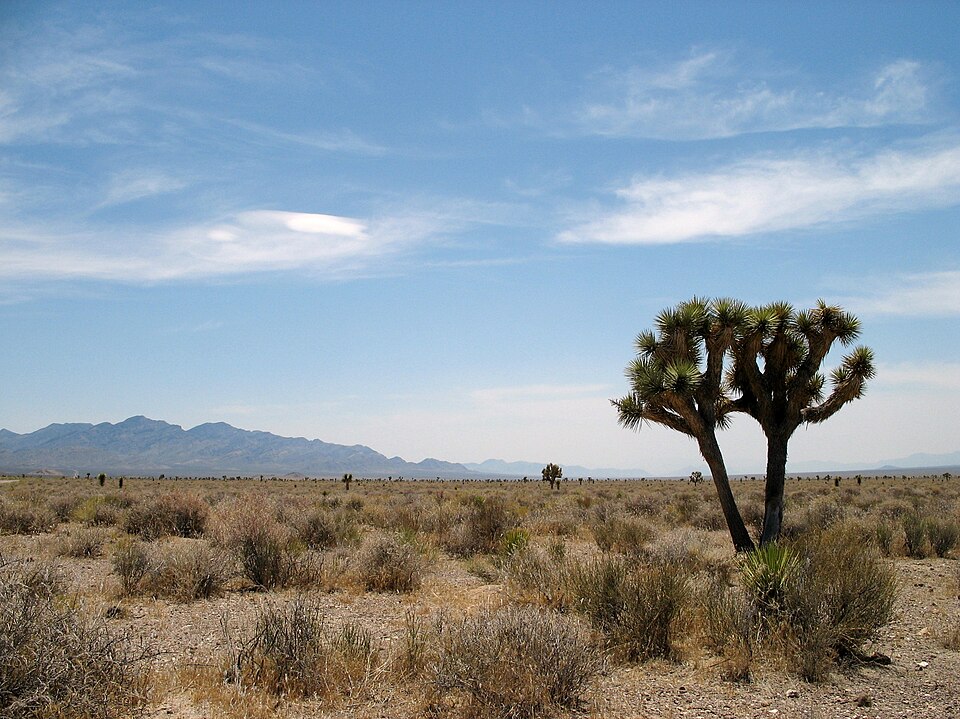 Yucca brevifolia (Western Joshua Tree) (alternate view 3)
