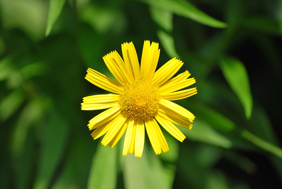 Buphthalmum salicifolium (Willowleaf Ox-eye) (alternate view 6)