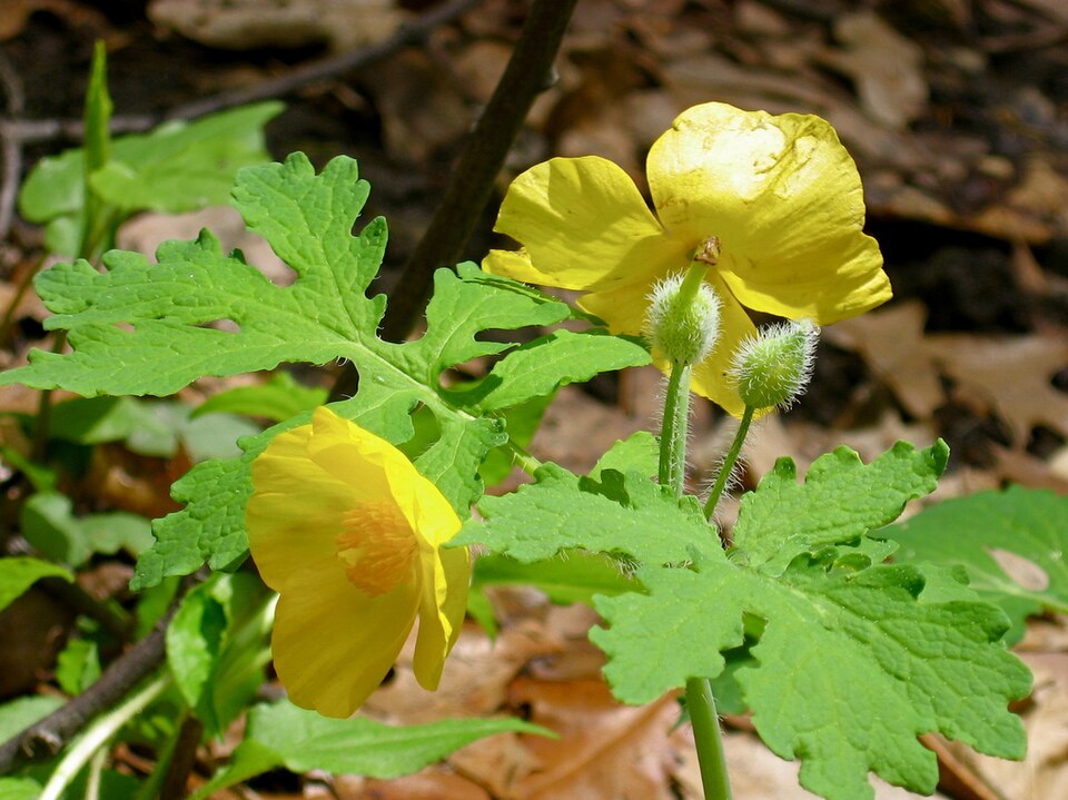 Chelidonium diphyllum (Celandine Poppy) (alternate view 2)