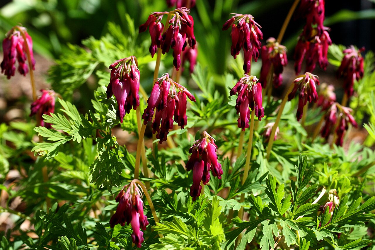 Dicentra eximia, Fringed bleeding heart — mounding deciduous (Papaveraceae) (image 2 of 10)
