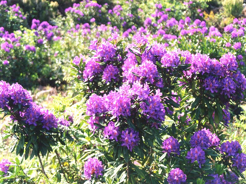 Rhododendron ponticum (Common Rhododendron) (alternate view 6)