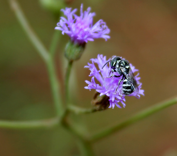 Cyanthillium cinereum (little ironweed) (alternate view 6)