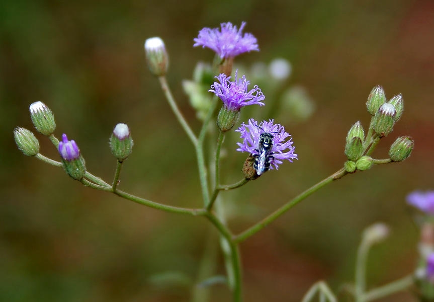 Cyanthillium cinereum (little ironweed) (alternate view 7)