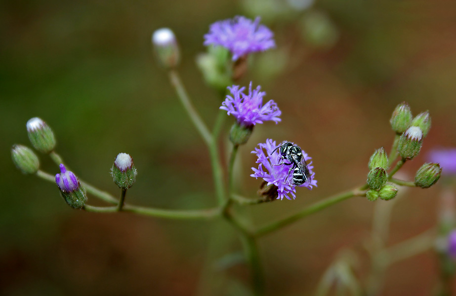 Cyanthillium cinereum (little ironweed) (alternate view 8)