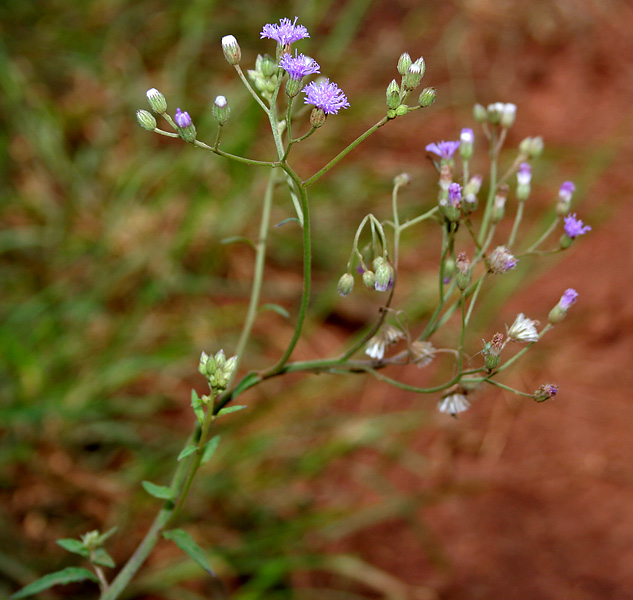 Cyanthillium cinereum (little ironweed) (alternate view 9)