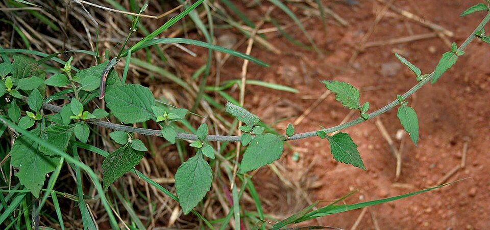 Cyanthillium cinereum (little ironweed) (alternate view 10)
