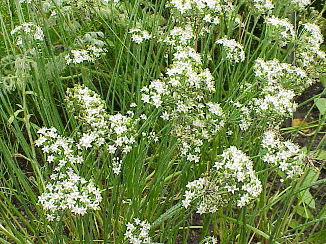Allium tuberosum (Garlic Chives) (alternate view 6)