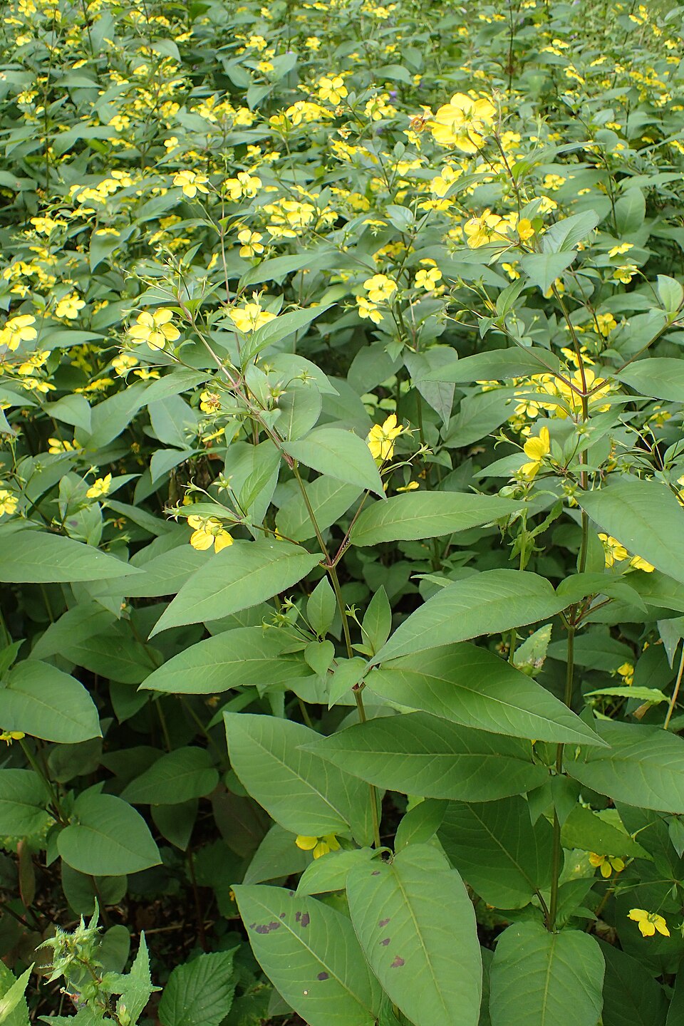 Lysimachia ciliata 'Purpurea' (purple leaf loosestrife)
