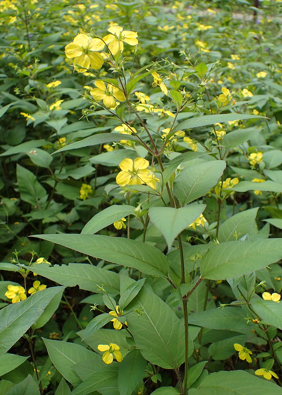 Lysimachia ciliata 'Purpurea' (purple leaf loosestrife) (alternate view 2)