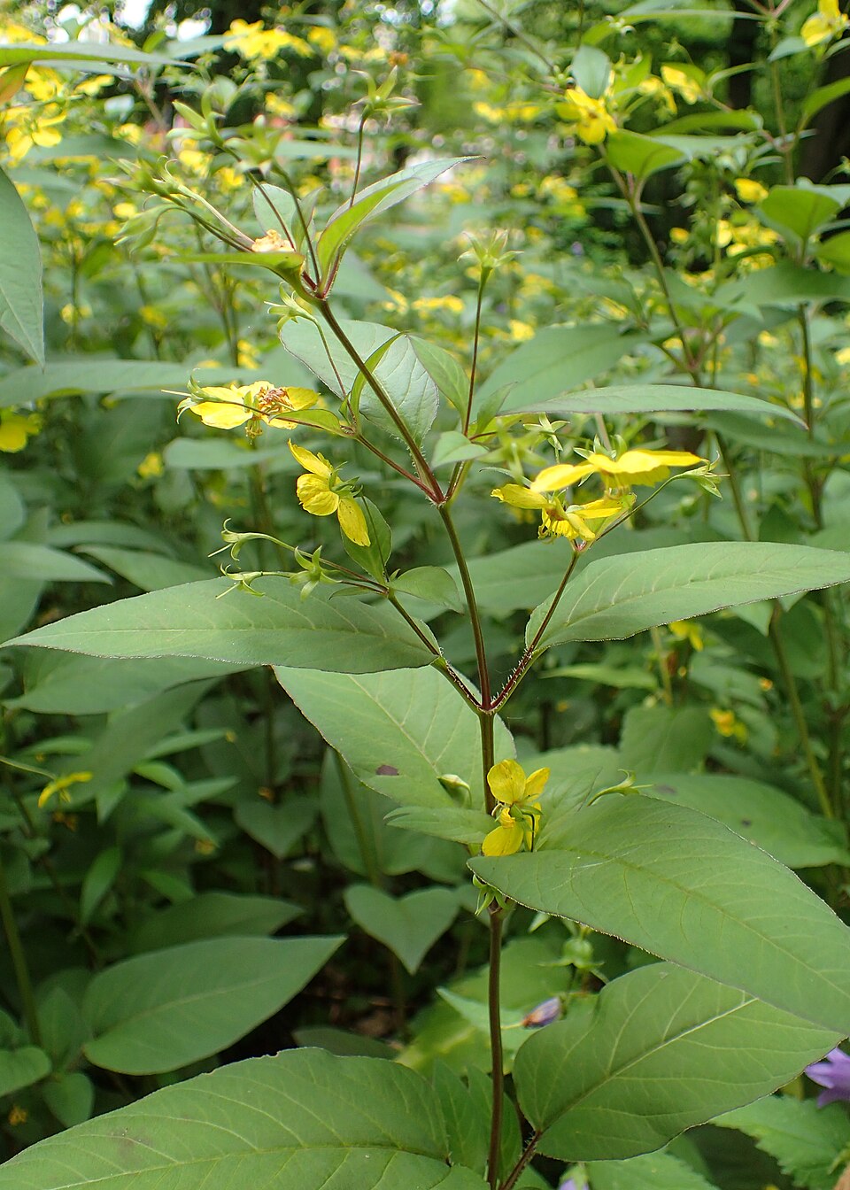 Lysimachia ciliata 'Purpurea' (purple leaf loosestrife) (alternate view 3)