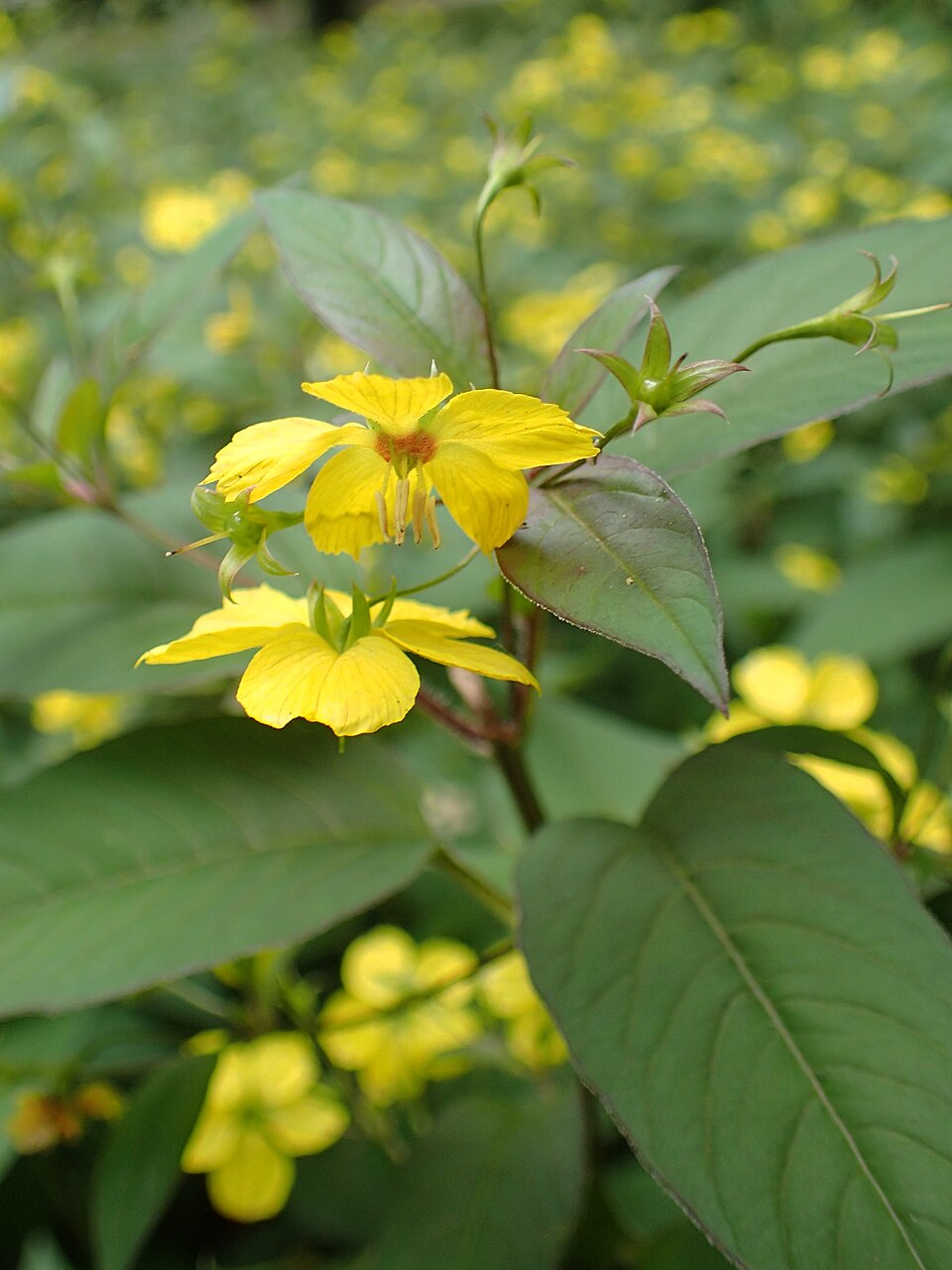 Lysimachia ciliata 'Purpurea' (purple leaf loosestrife) (alternate view 4)