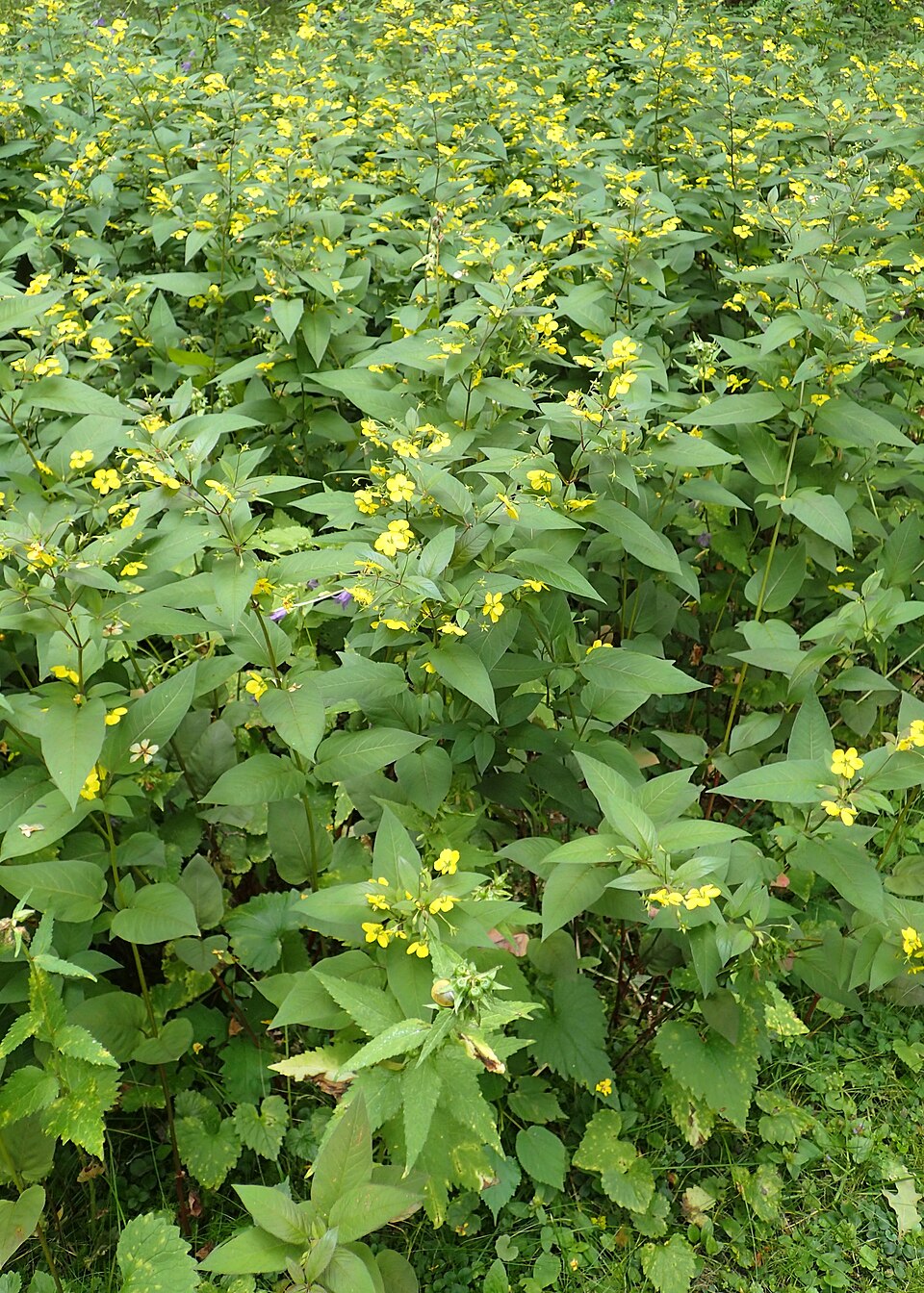 Lysimachia ciliata 'Purpurea' (purple leaf loosestrife) (alternate view 5)