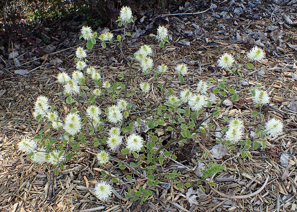 Fothergilla (witch-alders) (alternate view 3)