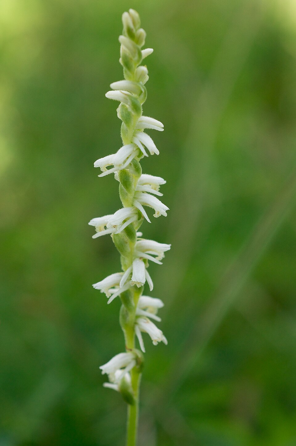 Spiranthes vernalis (Spring Ladies' Tresses) (alternate view 9)