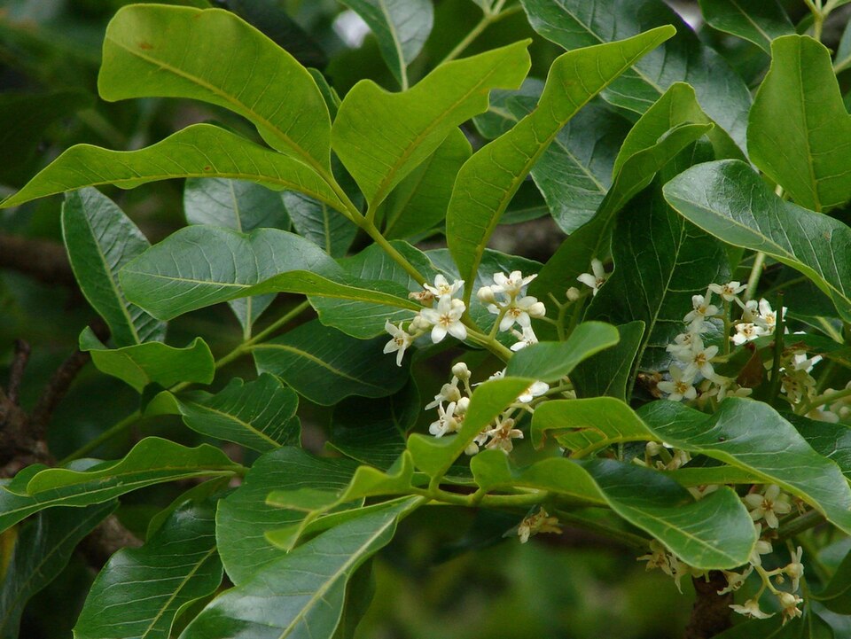 Flindersia australis (Crows Ash) (alternate view 4)