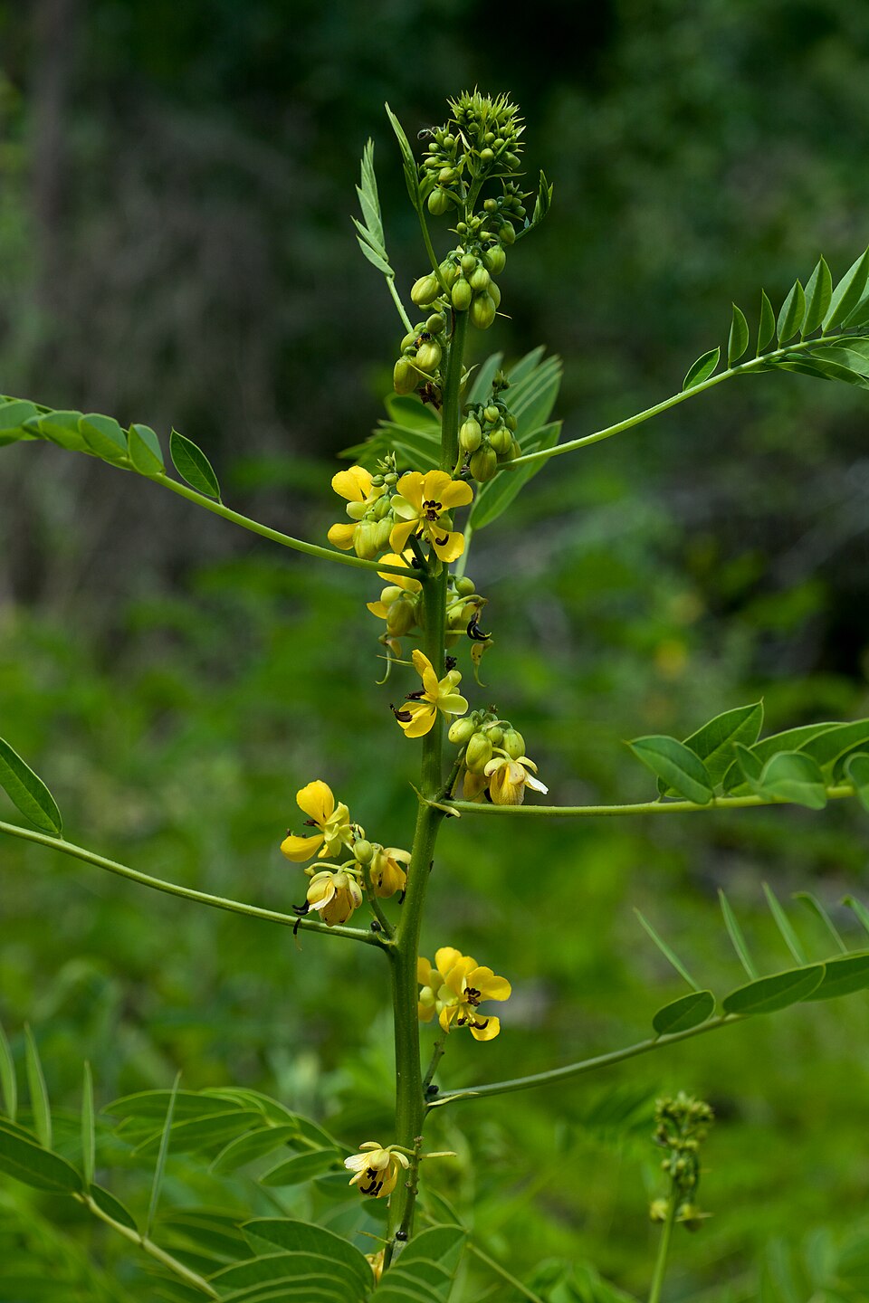 Senna marilandica (Maryland senna) (alternate view 4)
