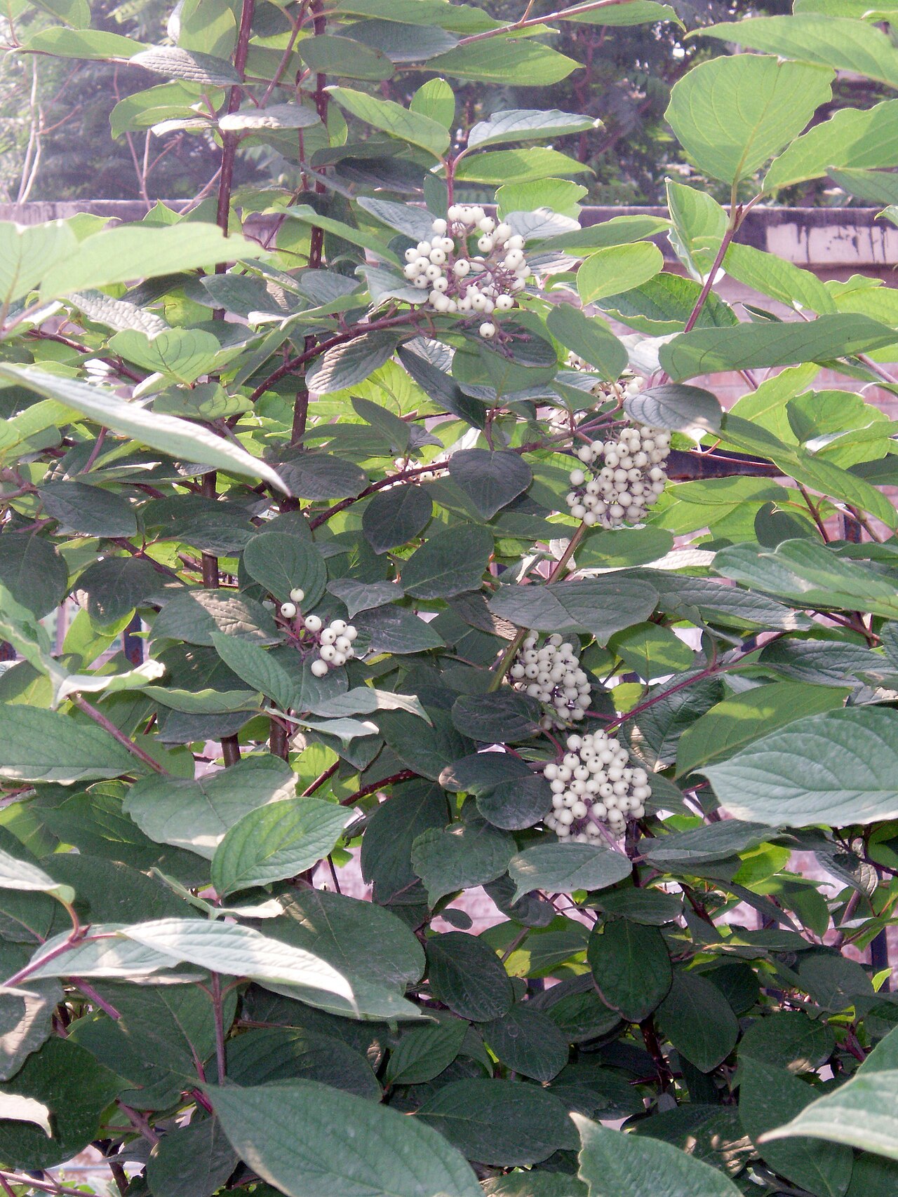 Cornus controversa, Wedding cake tree — spreading deciduous (Cornaceae) (image 2 of 10)
