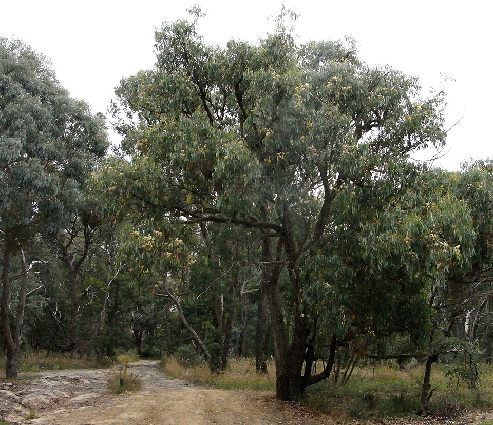Eucalyptus obliqua (Messmate Stringybark) (alternate view 8)