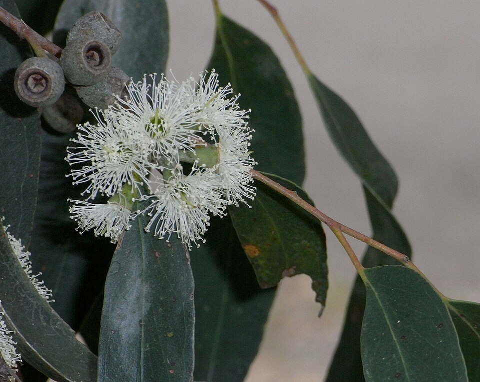Eucalyptus obliqua (Messmate Stringybark) (alternate view 9)