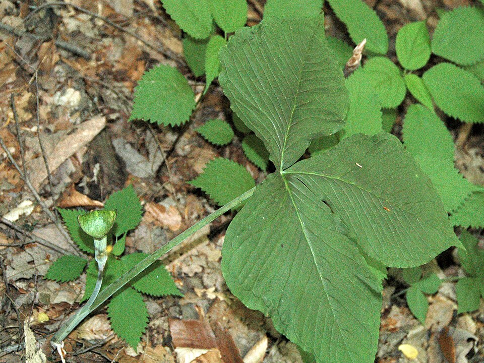 Arisaema triphyllum (Jack-in-the-pulpit) (alternate view 8)