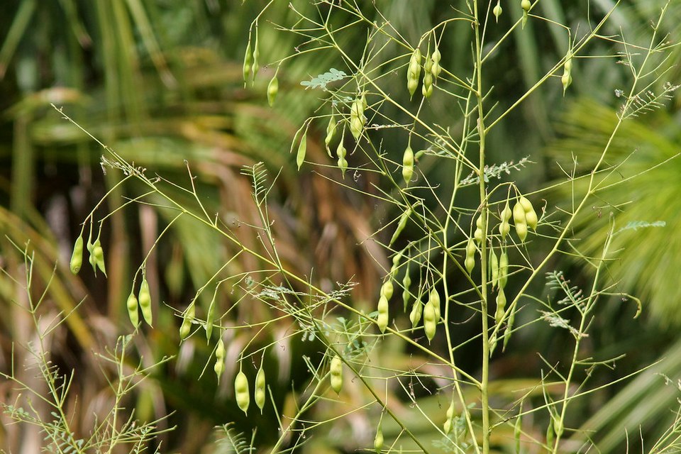 Sesbania vesicaria (Bladder Pod) (alternate view 6)