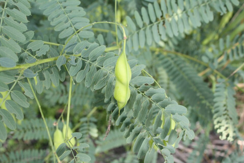 Sesbania vesicaria (Bladder Pod) (alternate view 7)