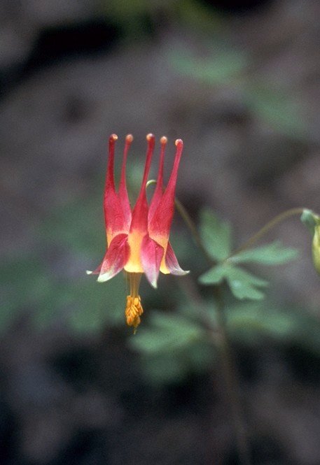 Aquilegia canadensis (Wild Columbine) (alternate view 5)