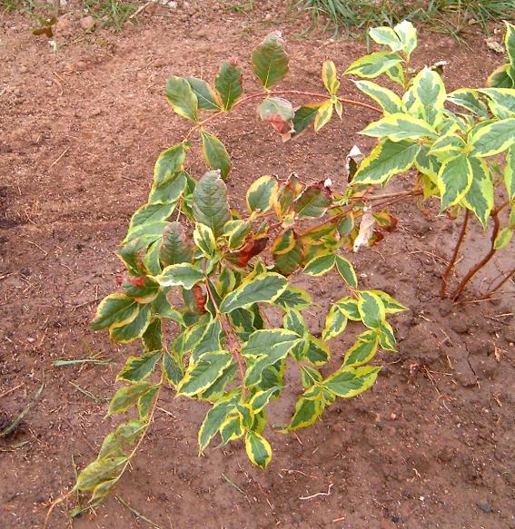 Weigela florida 'Variegata' (variegated weigela) (alternate view 4)