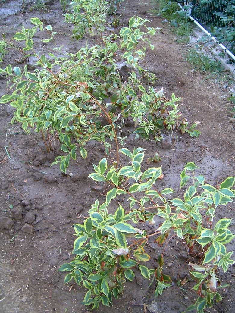 Weigela florida 'Variegata' (variegated weigela) (alternate view 5)