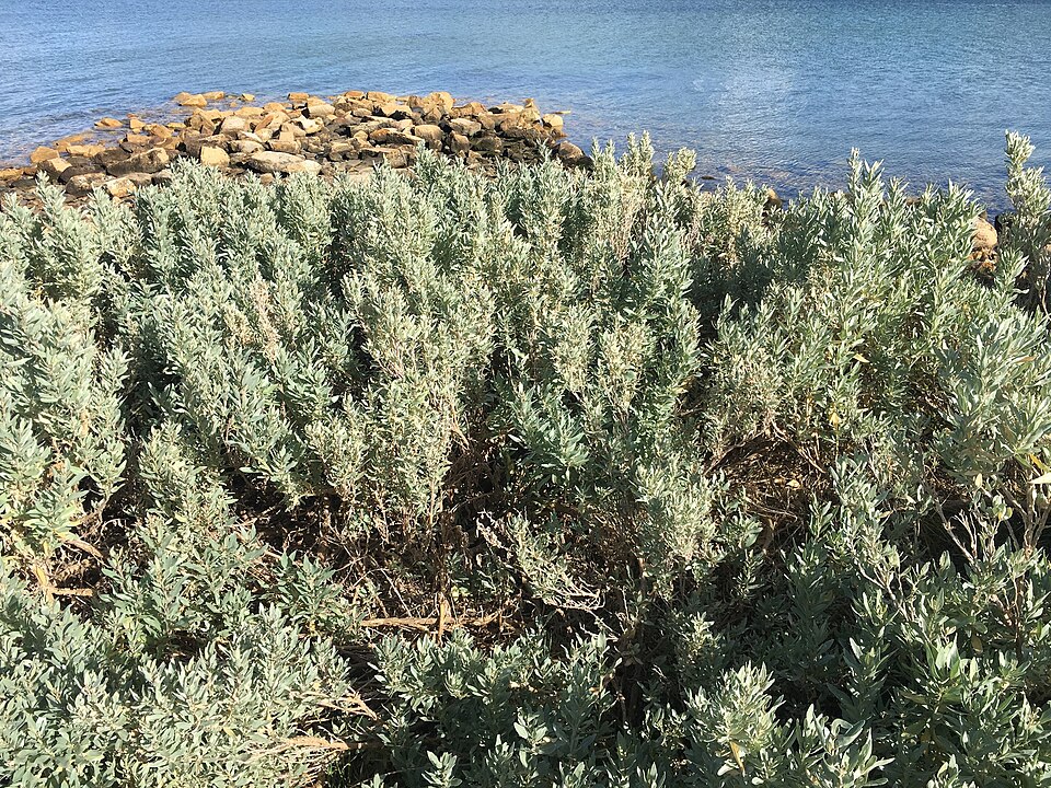 Atriplex cinerea (Grey Saltbush) (alternate view 7)
